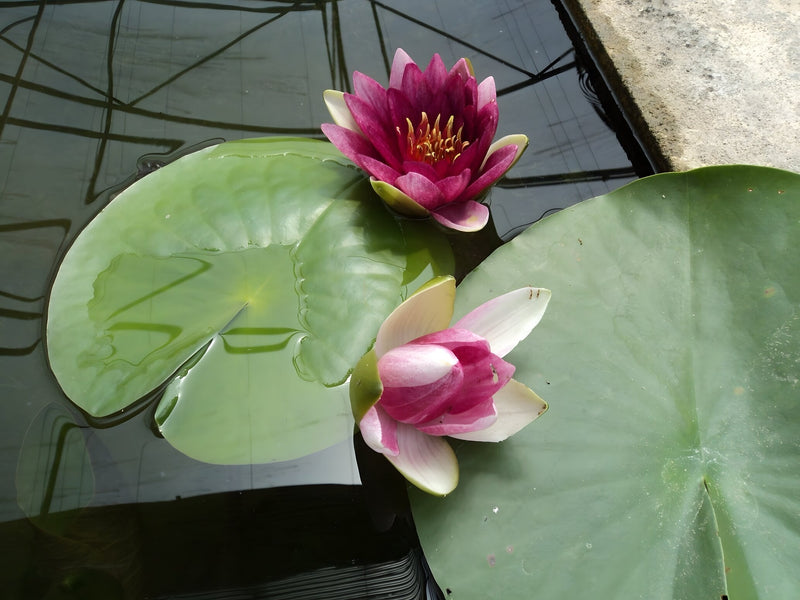 Nymphaea 'Rembrandt'