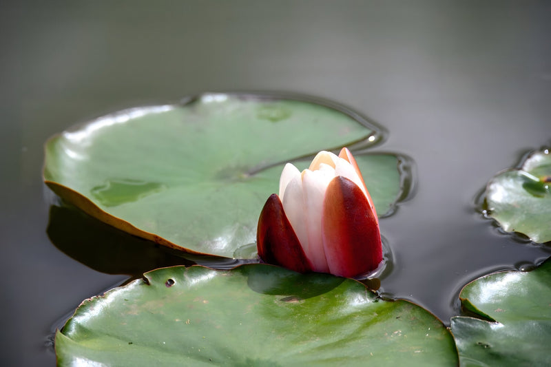 Nymphaea 'Rembrandt'