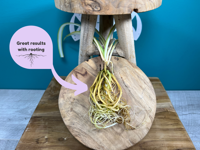 Plant Propagation Gift Set #5