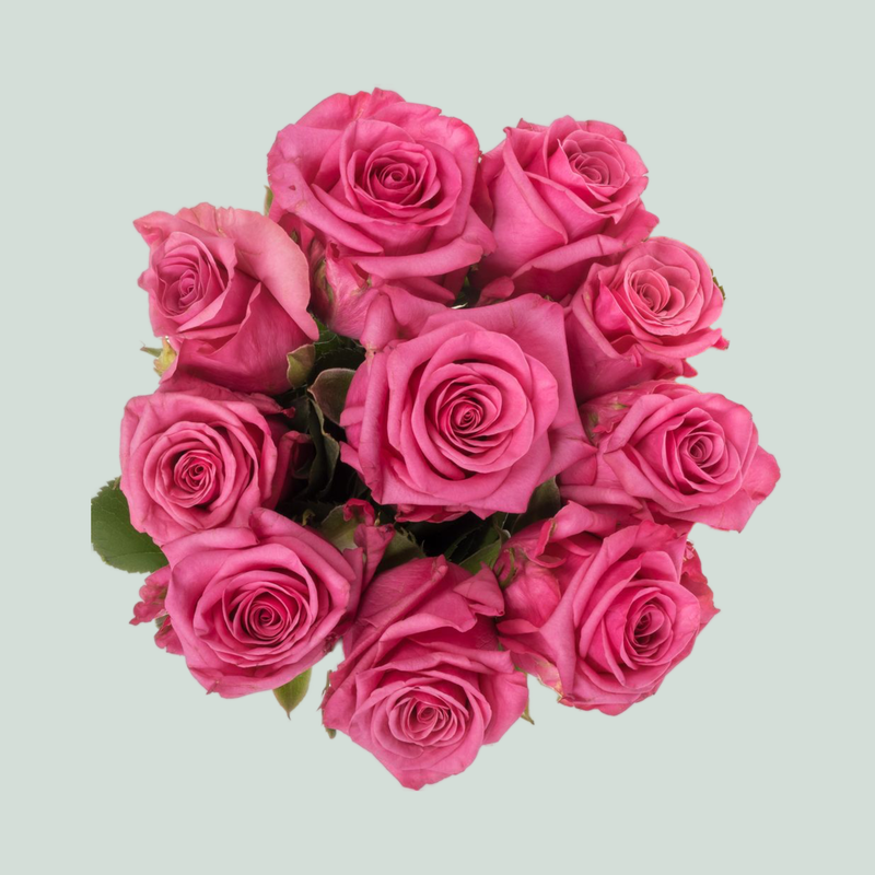 Rose Kiss Me Kate