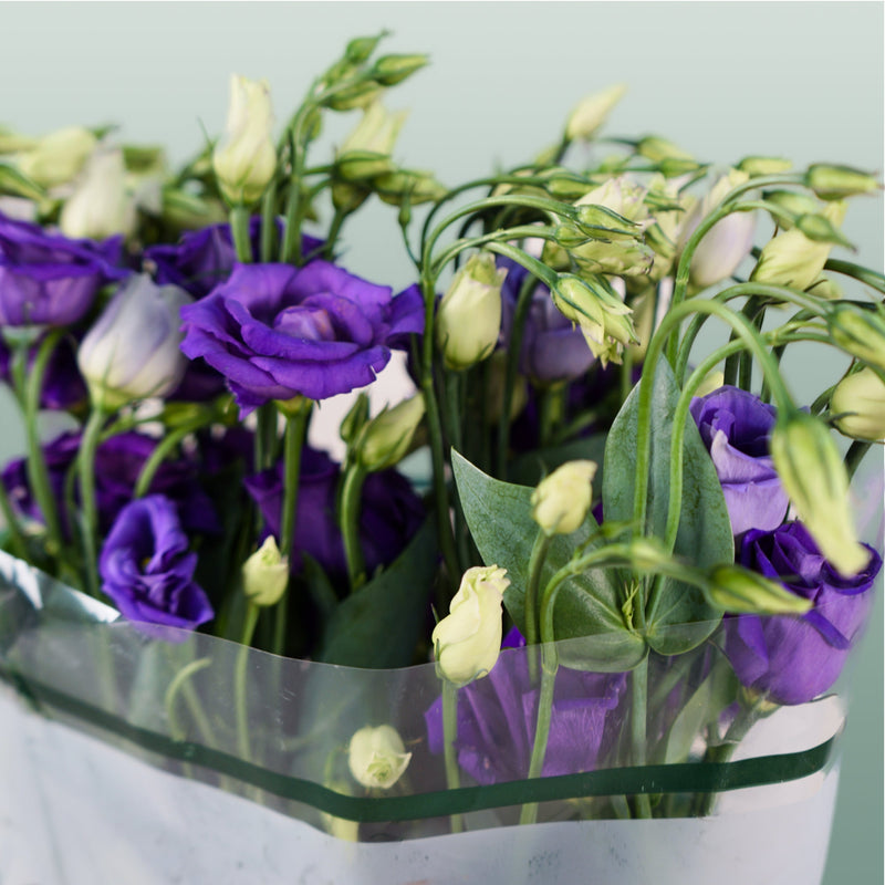 Lisianthus Rosita Blue