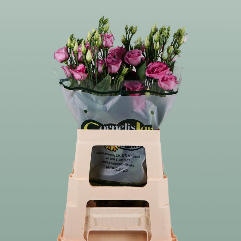 Eustoma Rosita Pink (10 Stems)