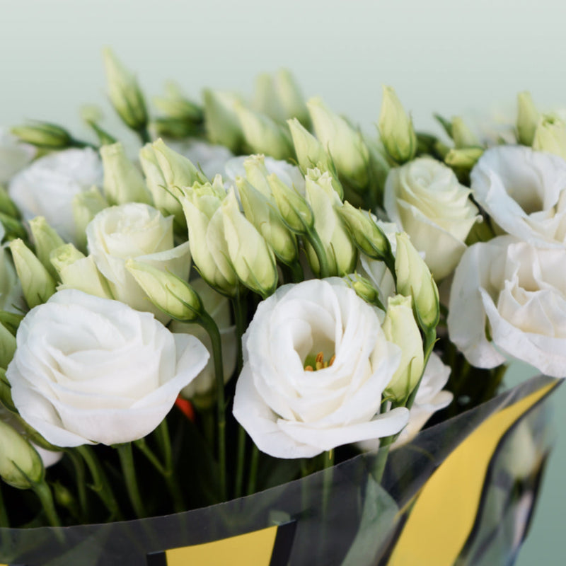 Lisianthus Rosita White