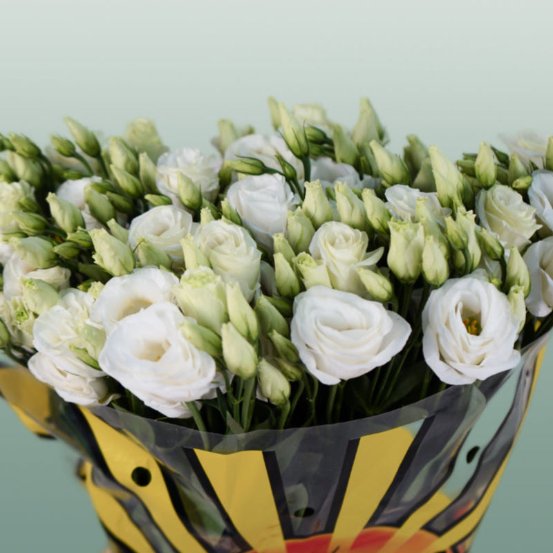 Lisianthus Rosita White