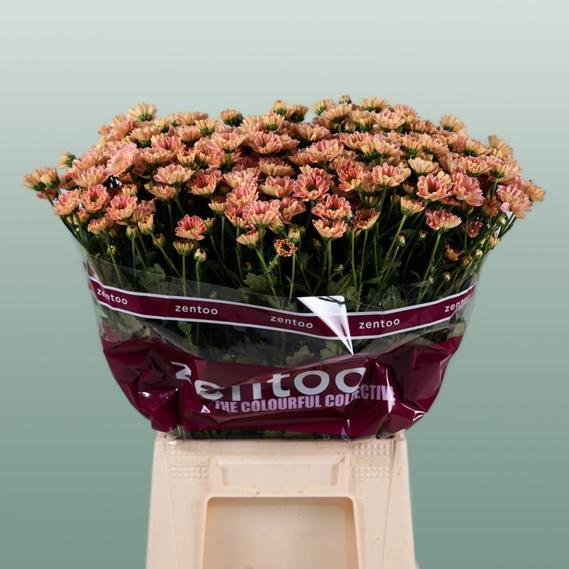 Chrysanthemum Santini Rossi Smokey (25 Stems)