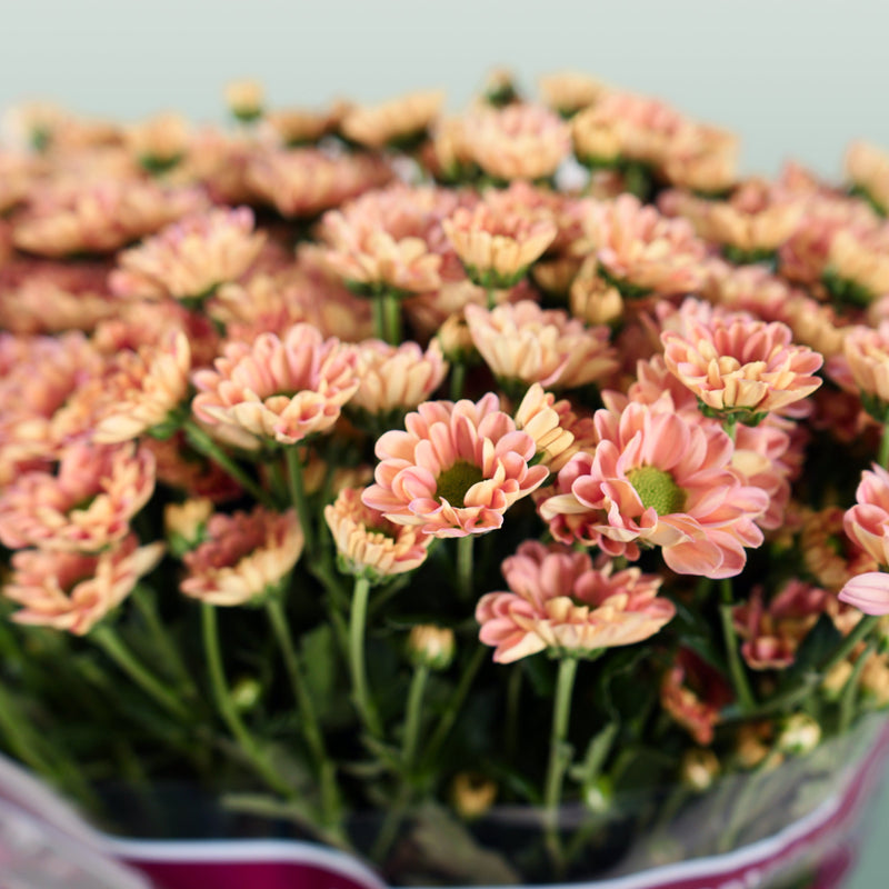Chrysanthemum Santini Rossi Smokey (25 Stems)