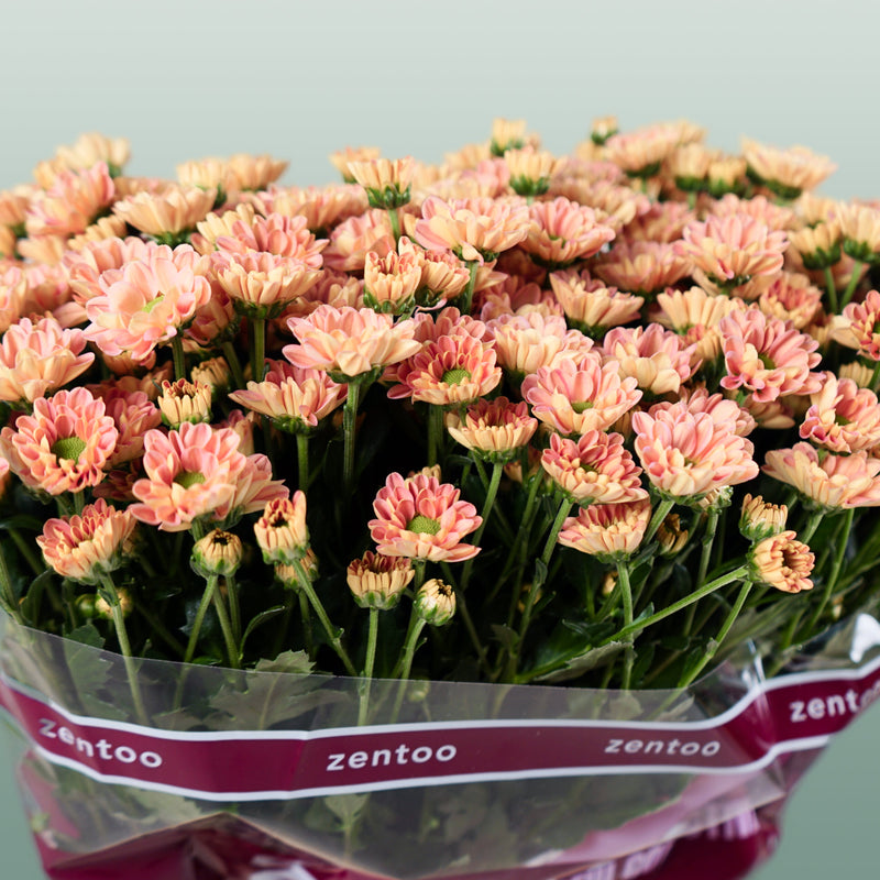 Chrysanthemum Santini Rossi Smokey (25 Stems)