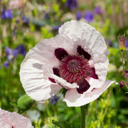 RoyalWeddingPoppy2.jpg