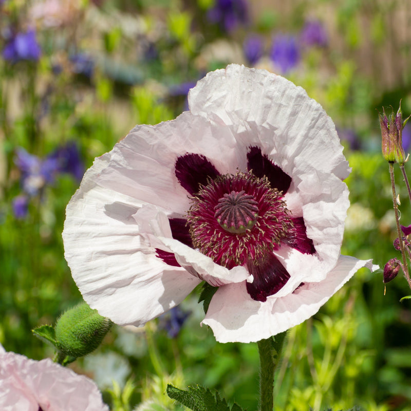 RoyalWeddingPoppy2.jpg