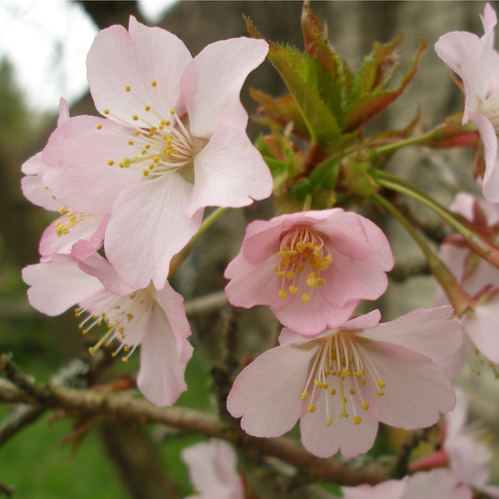 Prunus Niponica 'Ruby' - Ornamental Flowering Cherry Blossom Tree 7.5L 1m