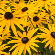 RudbeckiaFulgridaGoldstrum.jpg
