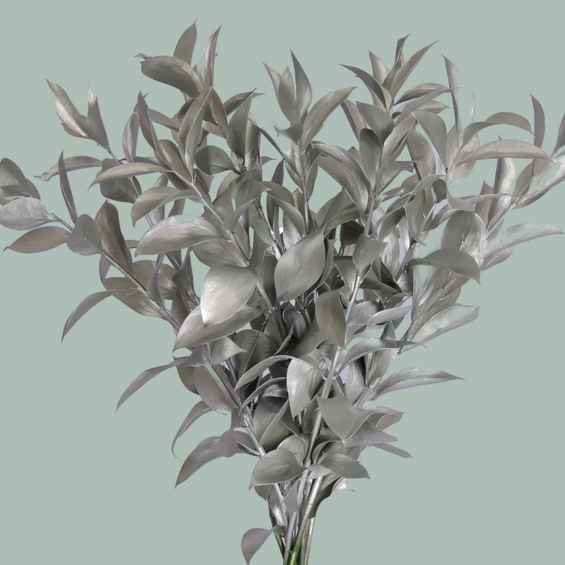 GR Ruscus Hard Dyed Silver