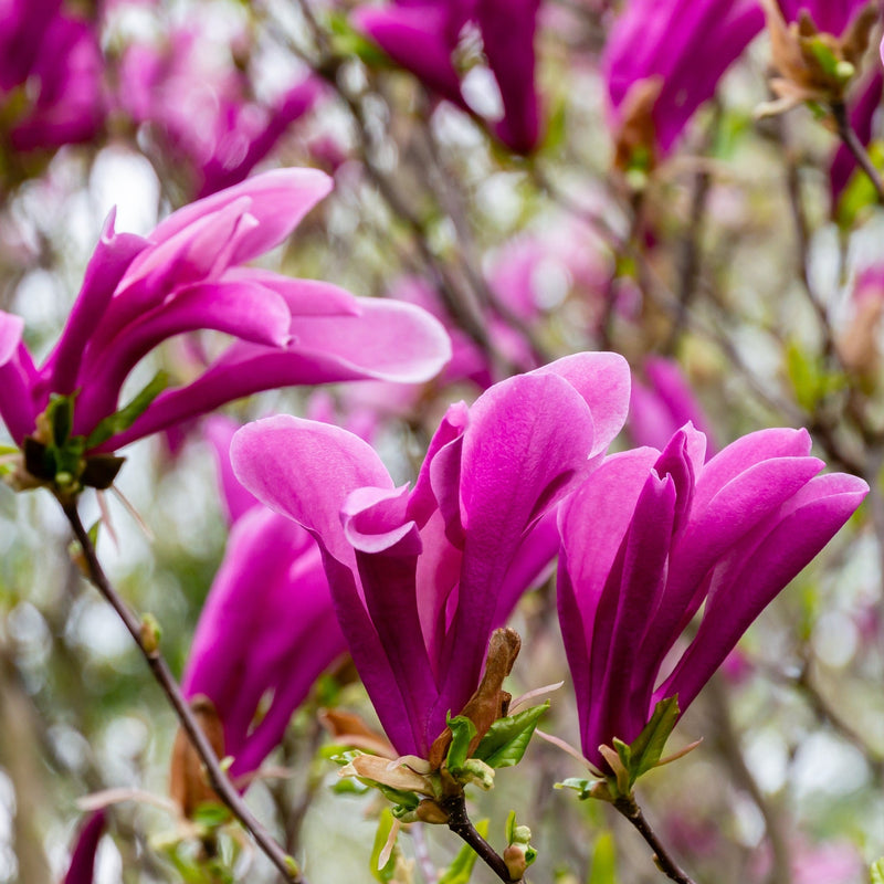 MagnoliaSusanBuyOnline.jpg