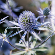 eryngium.jpg
