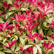 Pierisforestflameshrub.jpg
