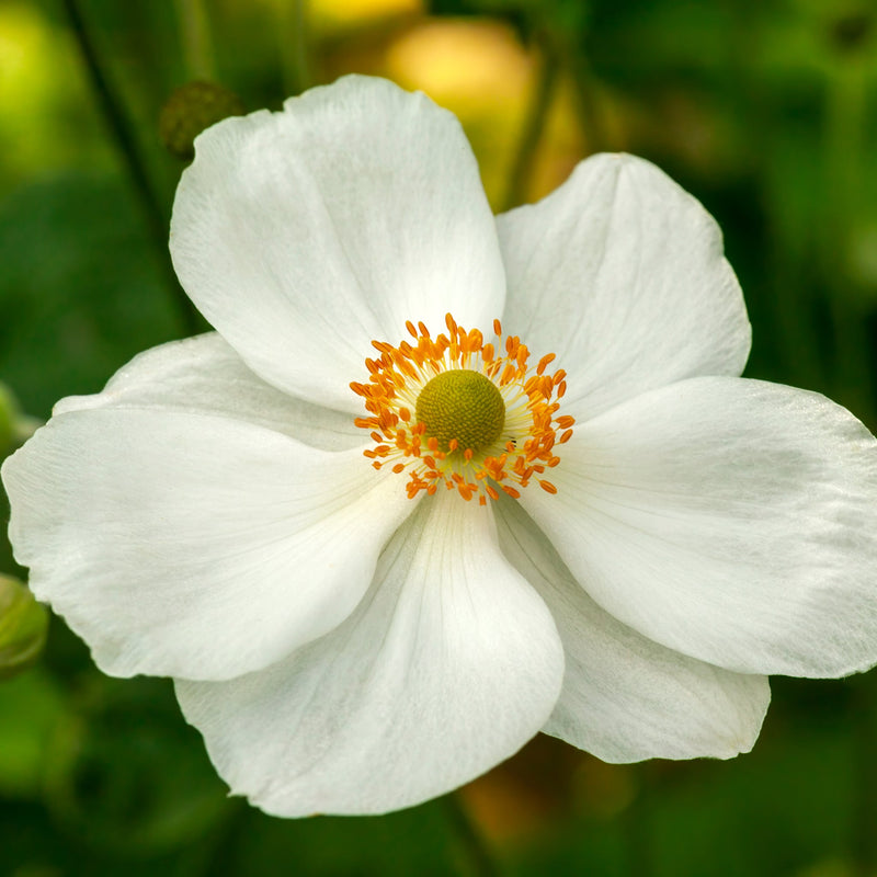AnemoneJobert1.jpg