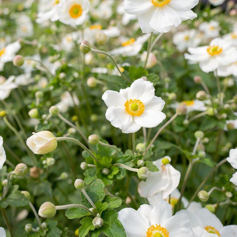 AnemoneJobert2.jpg