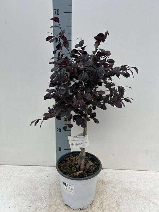 Loropetalum chinense 'Black Pearl' on Stem 60-70cm