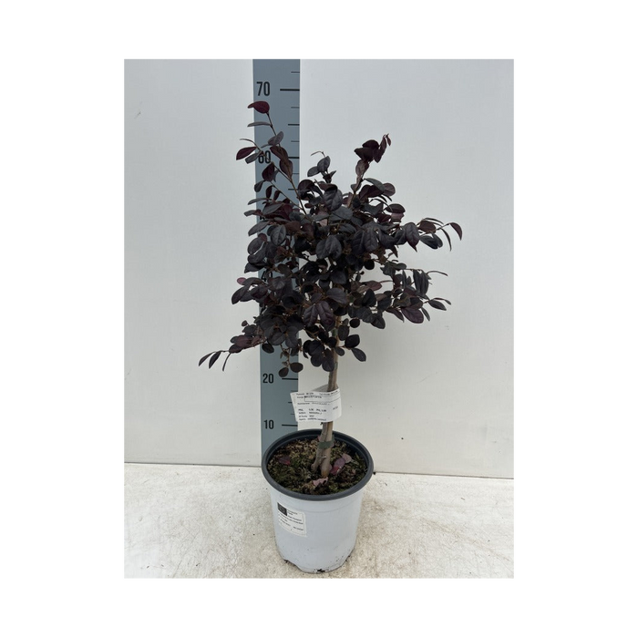 Loropetalum chinense 'Black Pearl' on Stem 60-70cm