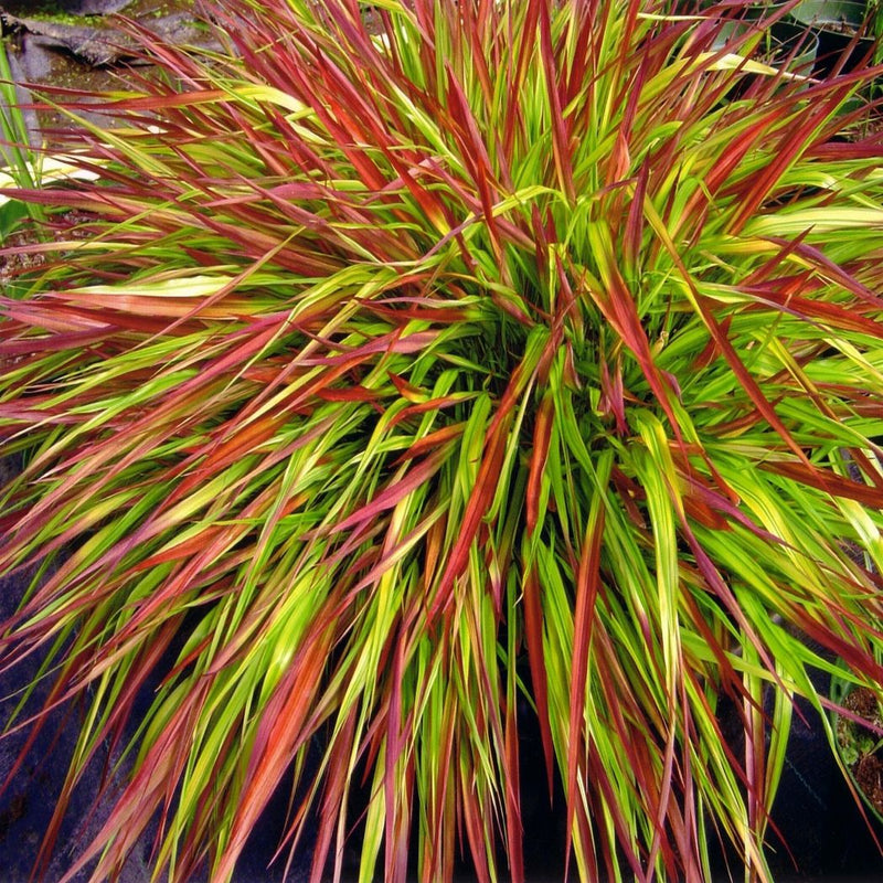 Hakonechloa macra 'Mulled Wine' 9cm