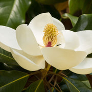 S0671632708_13.jpg