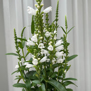 S0671632731_12.jpg