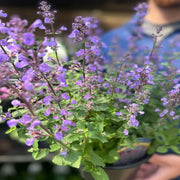 S0671632742_12.jpg