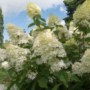 S0671632751_11.jpg
