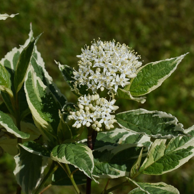S0671632763_11.jpg