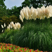 S0671632786_14.jpg
