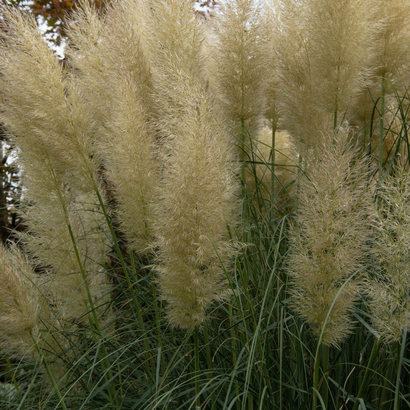 S0671632786_15.jpg