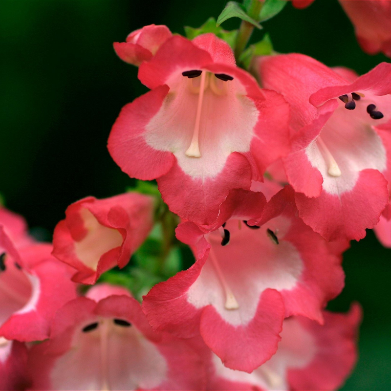 main.png