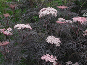 Sambucus_Black_Lace_4.jpg