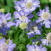 Scabiosa.jpg