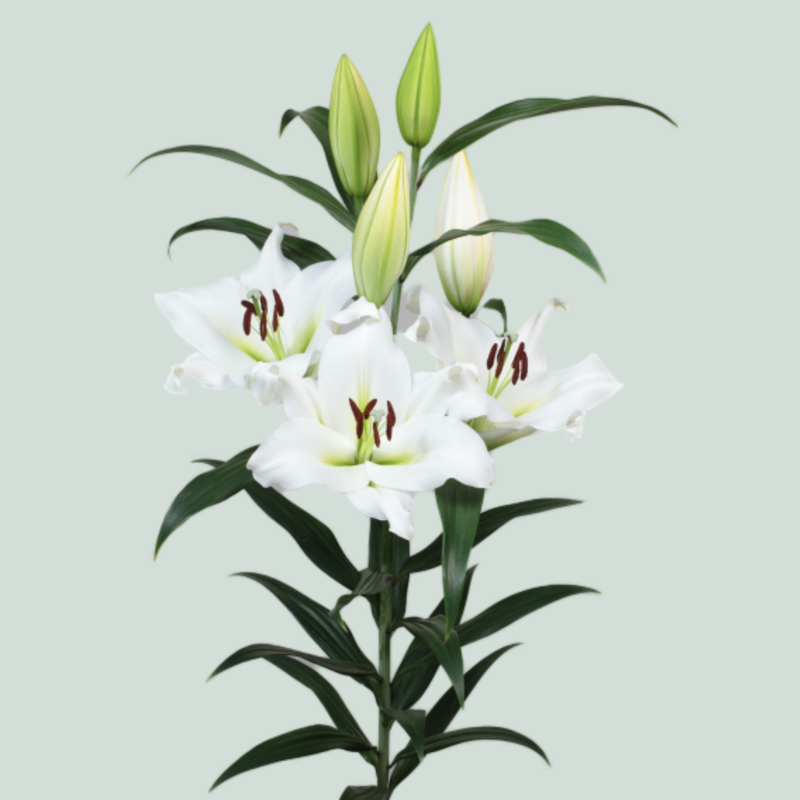 Lily Sempione (OR) (10 Stems)