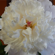 ShirleyTemple1.jpg