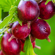 Shutterstock_1716909931_1.jpg