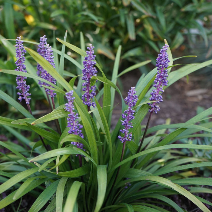 Lirope muscari 'MoneyMaker' 1L