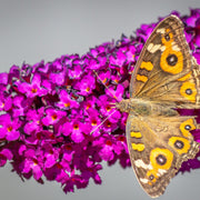 Shutterstock_1891063930.jpg