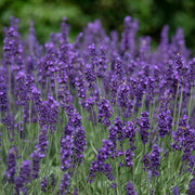 Shutterstock_2009321294.jpg