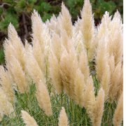 Shutterstock_2080538905_1.png