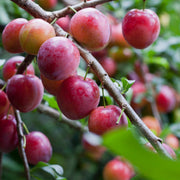 Shutterstock_2105256392_1.jpg