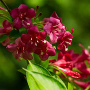 Shutterstock_2110202903.jpg