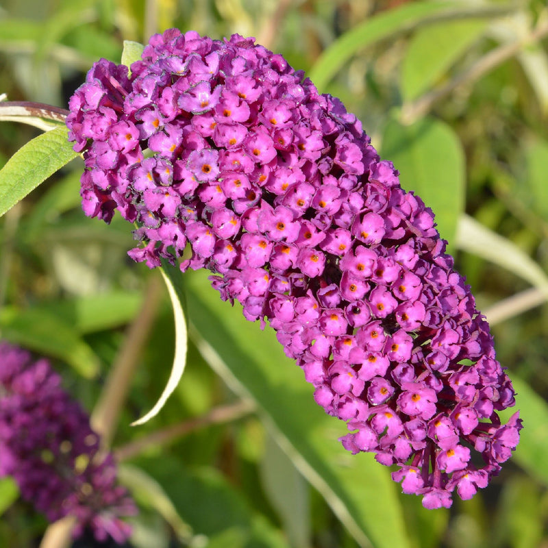 Shutterstock_2124564332_1.jpg