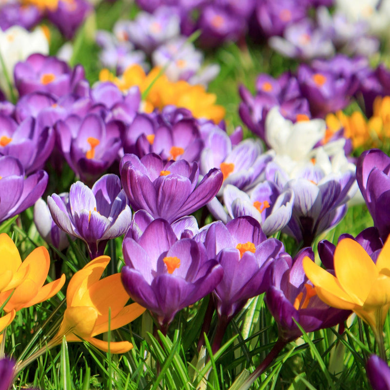 Specie Crocus Mixed (16 Bulbs)