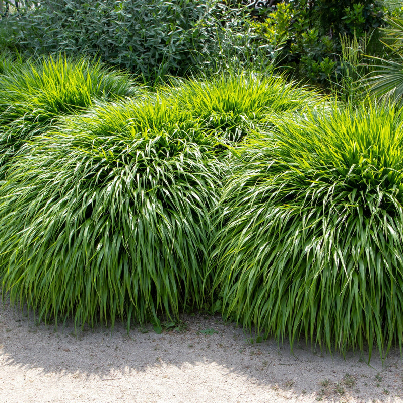 Dylan's Top 3 Plants For A Shady Spot (Instagram Post 14/08)