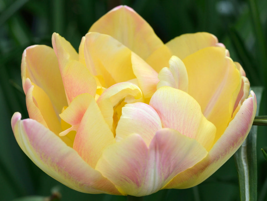 Tulip 'Upstar' (5 Bulbs)