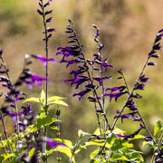 Shutterstock_2403952261_1.jpg
