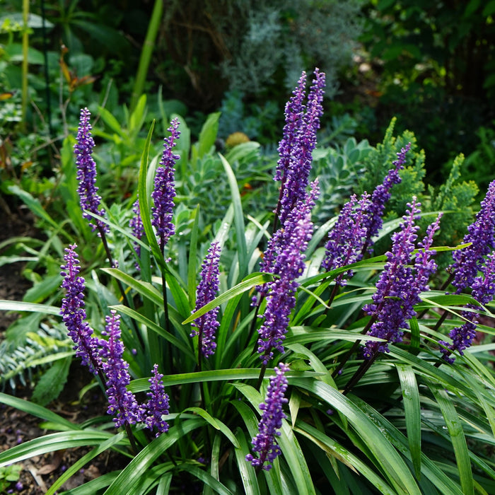 Lirope muscari 'MoneyMaker' 1L