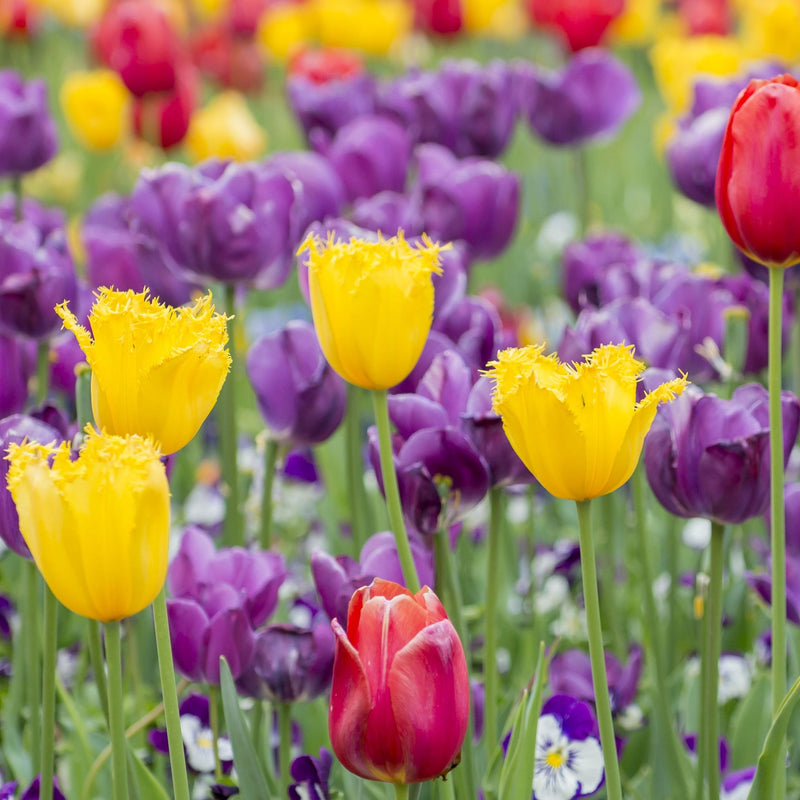 Tulip Crispa Mixture (7 Bulbs)